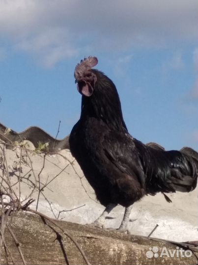 Петух ухейилюй