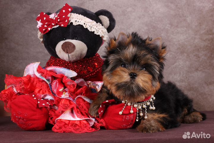 Йоркширская мелкая красотка Клеопатра РКФ