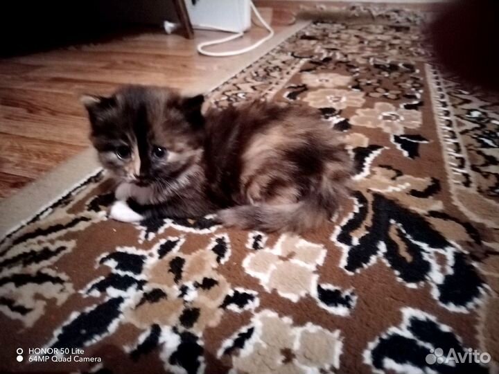 Котята красивые пушистые в добрые руки