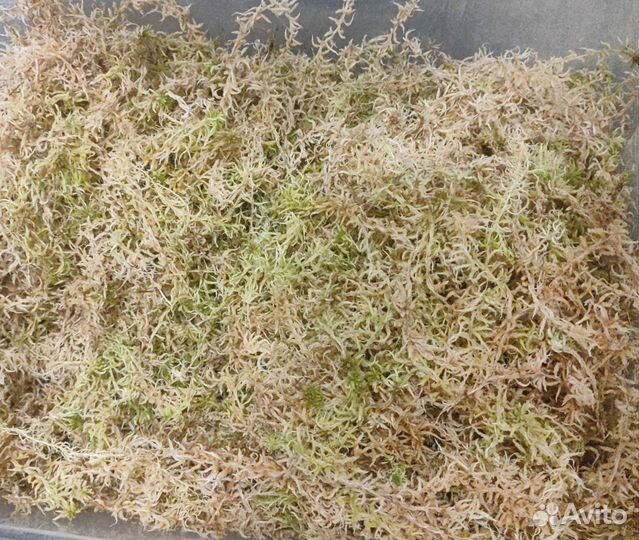 Мох сфагнум для улиток и орхидей, живой