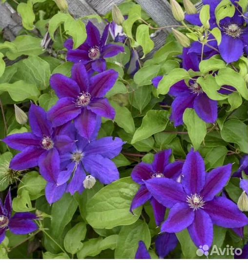 Клематис Вайлдфаер