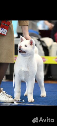 Собаки щенки