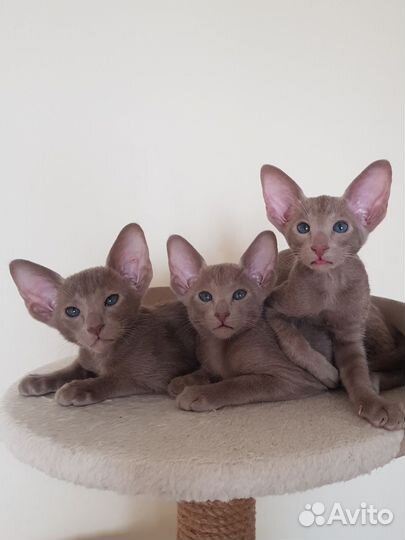 Ориентальные котята
