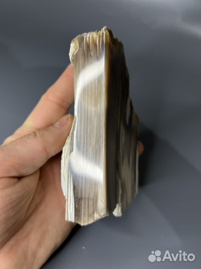 Окаменелое дерево