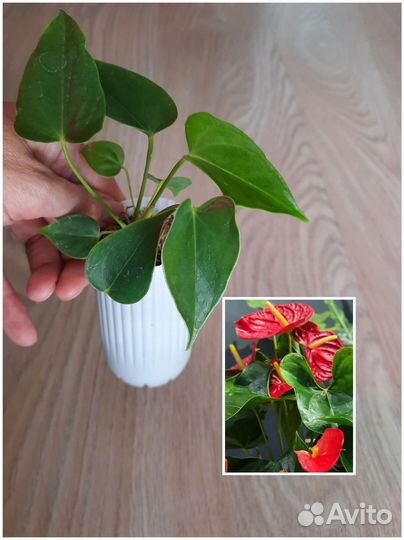 Комнатные растения в ассортименте