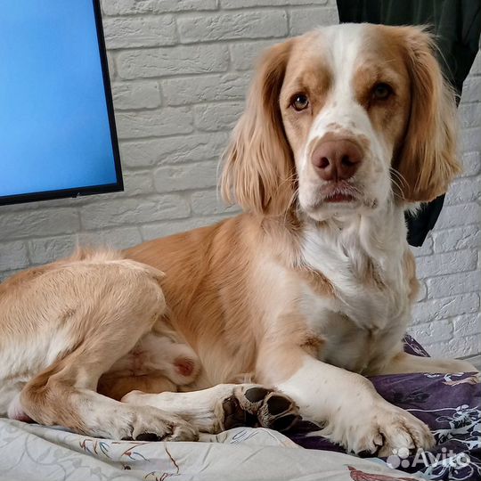 Русский охотничий спаниель для вязки, 4 года