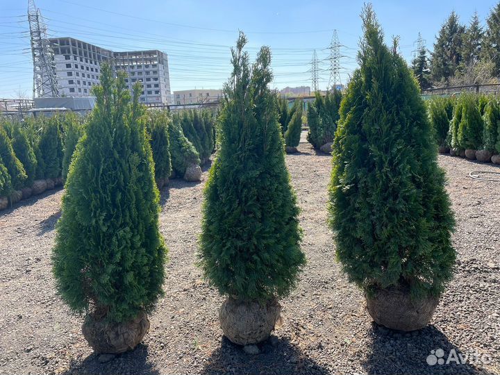 Туя смарагд 80-100 см