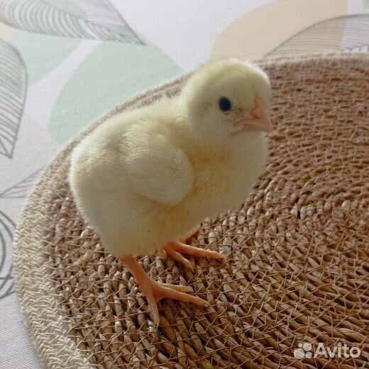 Цыплята, бройлер Росс-308 (Венгрия)