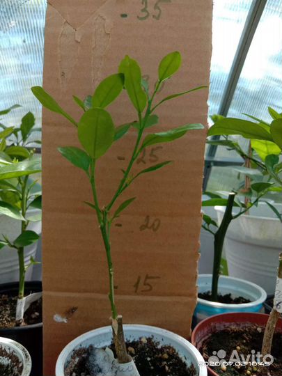 Прививки цитрусовых