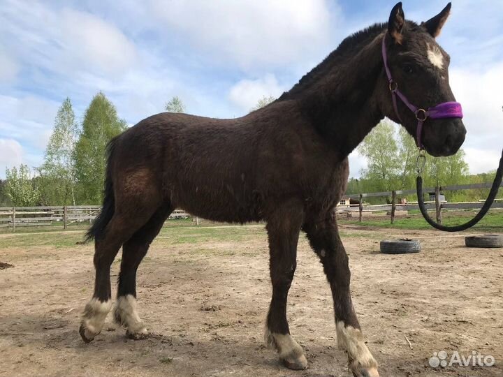Жеребчик полутяж 6 месяцев