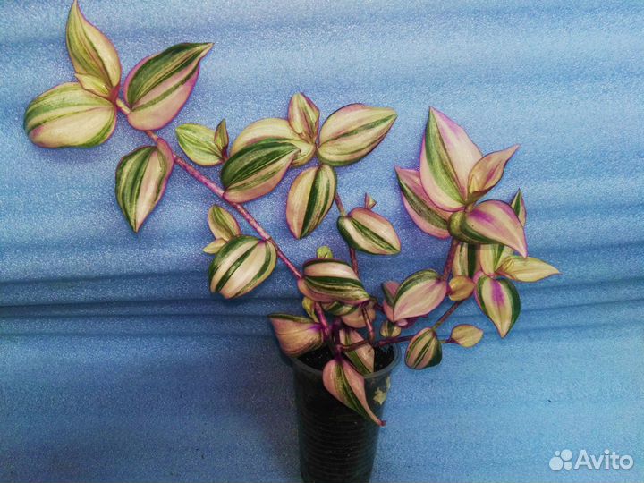 Традесканции сортовые