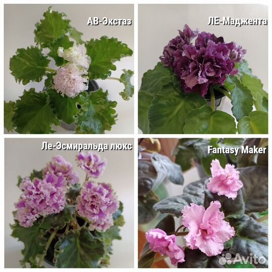 Фиалки детки, стартёры, укорененные листья