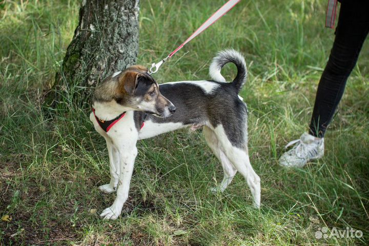 Чудесный щенок ищет свою семью