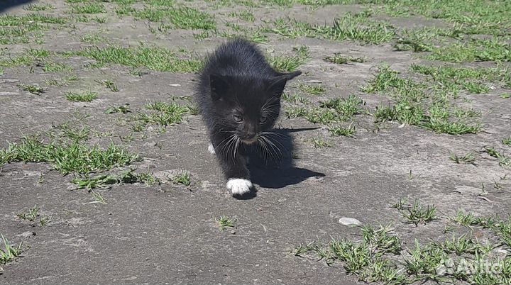 Кошки в добрые руки бесплатно