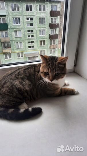 Кот