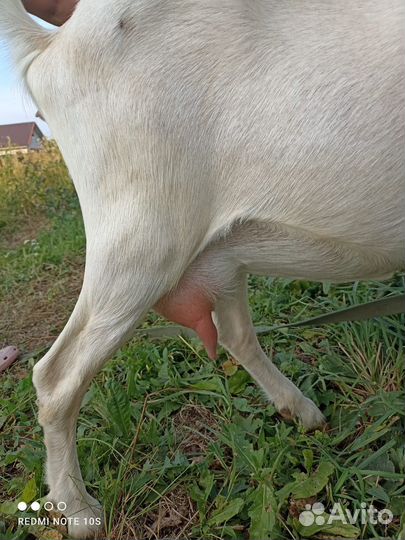 Коза дойная молочная