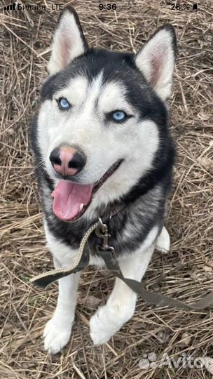 Хаски Дагор в дар