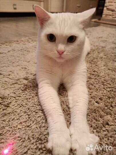 Квартирная передержка домашних питомцев