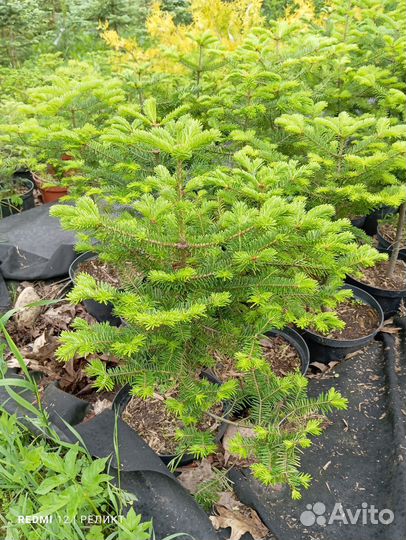 Кедр, лиственница, туя, пихта