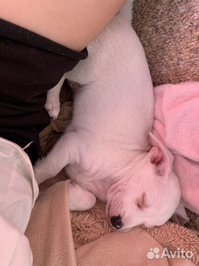 Собаки щенки