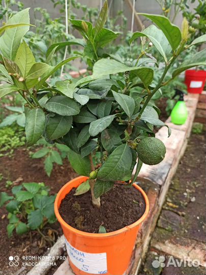 Цитрусы сортовые, красная мякоть