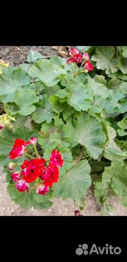 Пеларгония герань