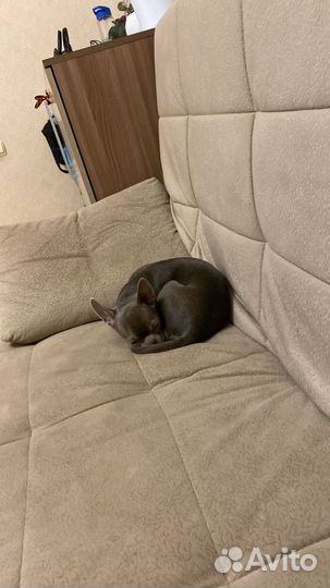 Чихуахуа мальчик вязка