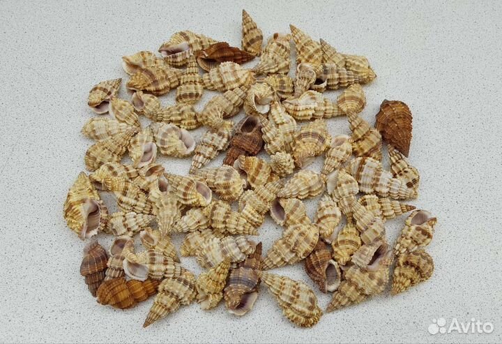 Фос Сентикосус 3,3*3,9 морская ракушка раковина