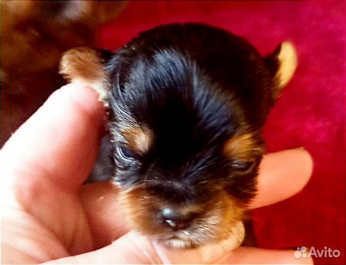 Йоркширский терьер