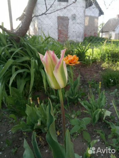 Луквицы тюльпанов