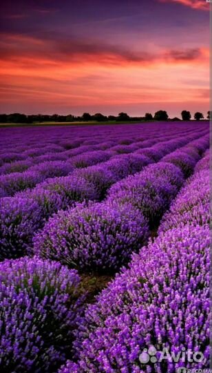 Лаванда сухоцвет