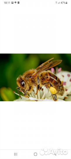 Пчелы