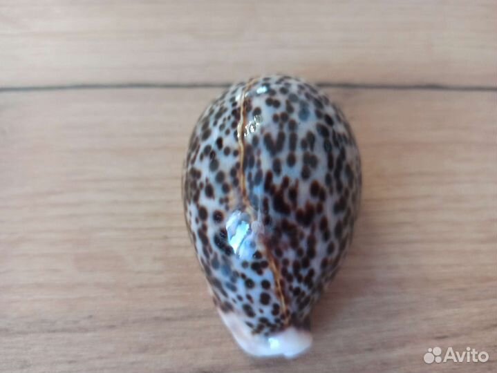 Морская раковина