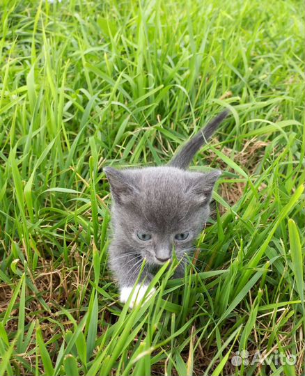 Котята