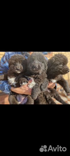 Продам щенков