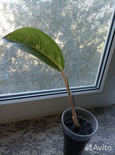 Аглаонема Арлекин (Харли Квин)