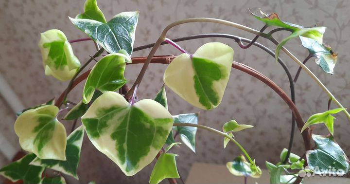 Вьющееся декоративное домашнее растение
