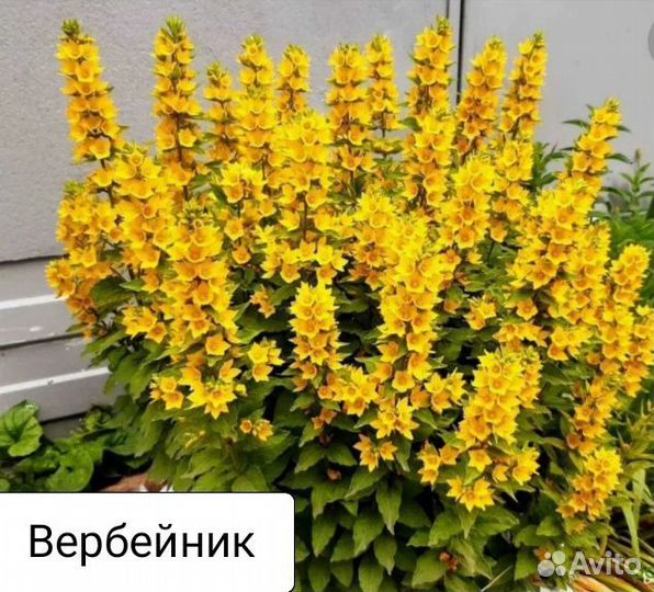 Цветы