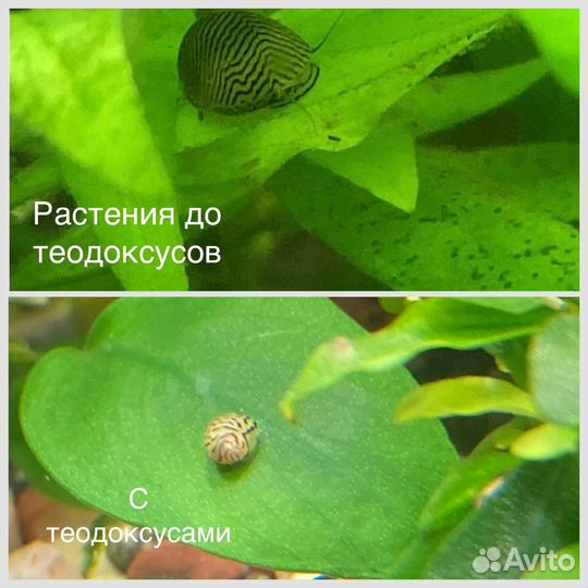 Рыбки гуппи Эндлера, теодоксусы