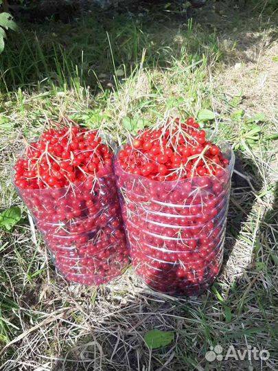 Калина 6литров