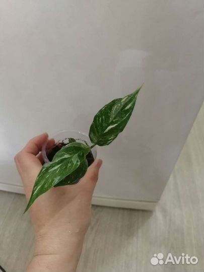 Бегония декоративно лиственная