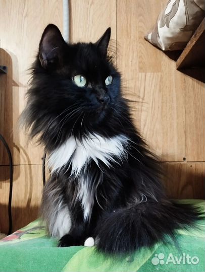 Бестия Софико