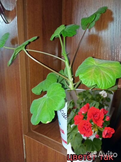 Пеларгония герань