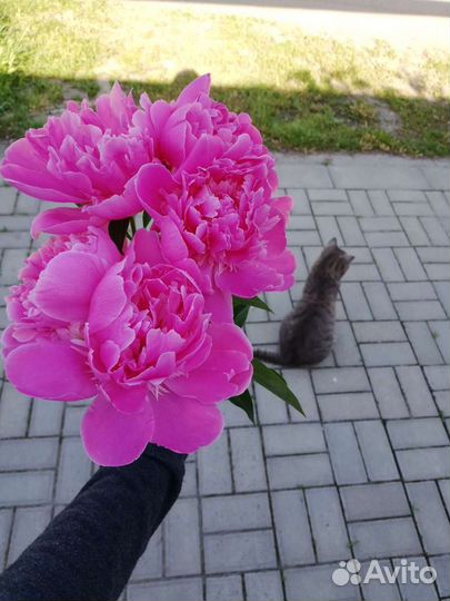 Пионы саженцы почтой