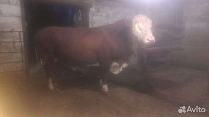 Быки герефорды