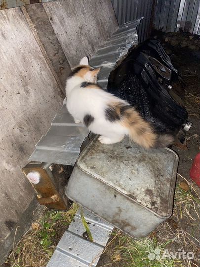 Кошка в дар бесплатно
