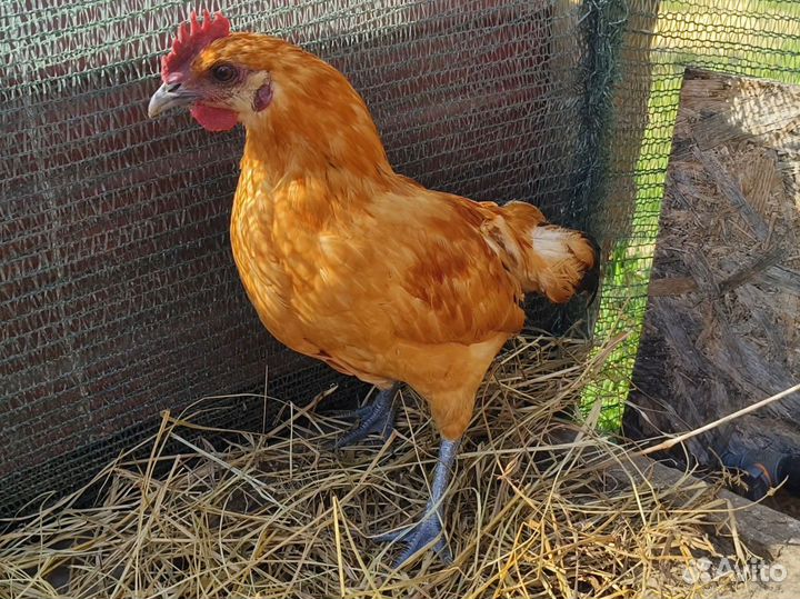 Петухи от пасхальных кур