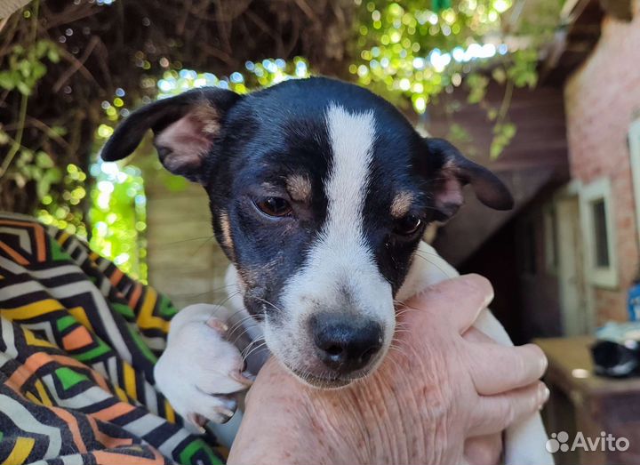 Щенок в добрые руки