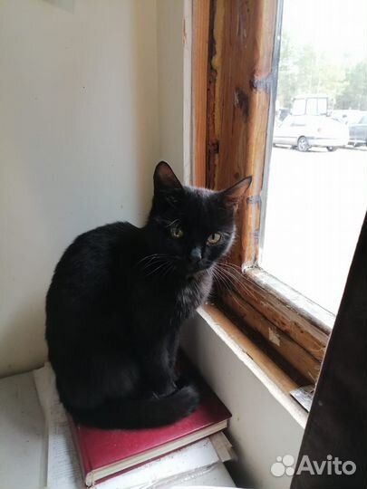 Кошечка в добрые руки