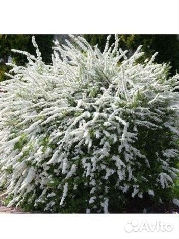 Спирея Голд флейм